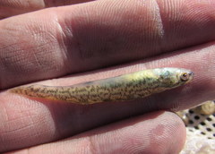 Etheostoma chlorosoma