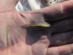 Etheostoma chlorosoma