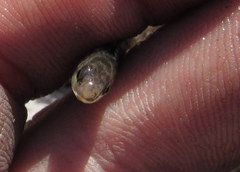 Etheostoma chlorosoma