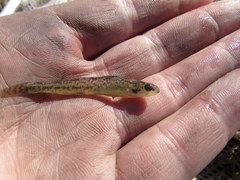 Etheostoma chlorosoma