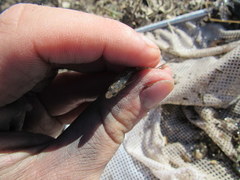 Etheostoma chlorosoma