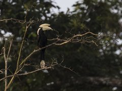 Anthracoceros malayanus