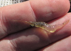 Palaemon kadiakensis