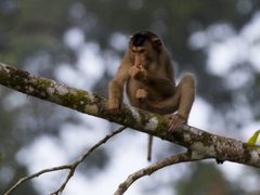 Macaca nemestrina