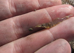 Palaemon kadiakensis