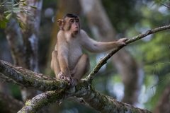 Macaca nemestrina