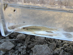 Etheostoma chlorosoma