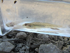 Etheostoma chlorosoma