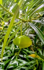 Cascabela thevetia