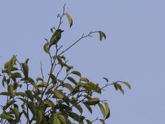 Psilopogon duvaucelii