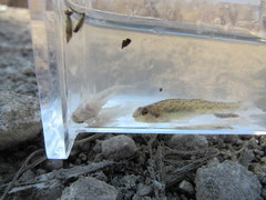 Etheostoma chlorosoma