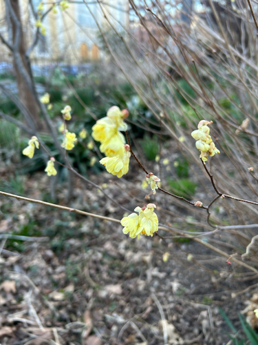 Corylopsis pauciflora observed 2026-03-29