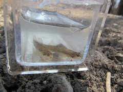 Etheostoma chlorosoma