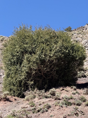 Spanish Juniper (Juniperus thurifera)