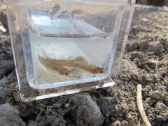 Etheostoma chlorosoma