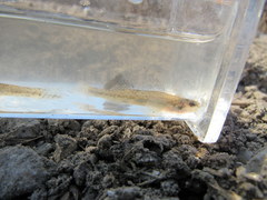 Etheostoma chlorosoma