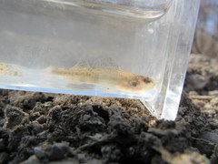 Etheostoma chlorosoma