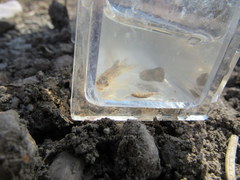 Etheostoma chlorosoma