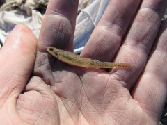 Etheostoma chlorosoma