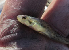 Etheostoma chlorosoma