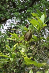 Common Name:Scientific Name: Cyclobalanopsis blakeiFamily: FagaceaeNative To: Southeast AsiaHabitat: Tropical rainforestsDescription: Evergreen tree with glossy (Cyclobalanopsis blakei)