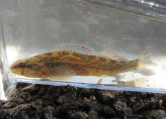 Mud Darter photo 4