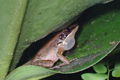 Indosylvirana nicobariensis