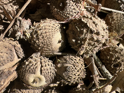overcup oak (Quercus lyrata)
