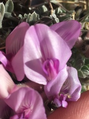 Astragalus newberryi