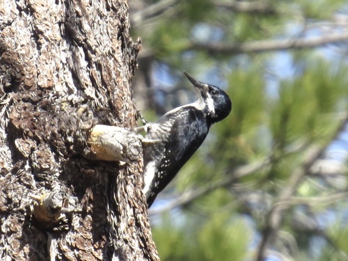 iNaturalist observation photo of Black-backed Woodpecker