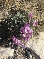 Astragalus newberryi