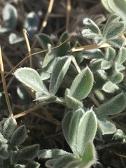 Astragalus newberryi