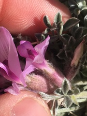 Astragalus newberryi