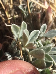 Astragalus newberryi