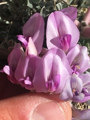 Astragalus newberryi