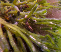 Hippocampus breviceps