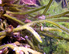 Hippocampus breviceps