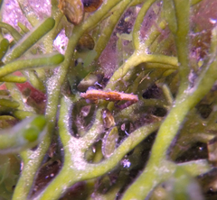 Hippocampus breviceps