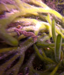 Hippocampus breviceps