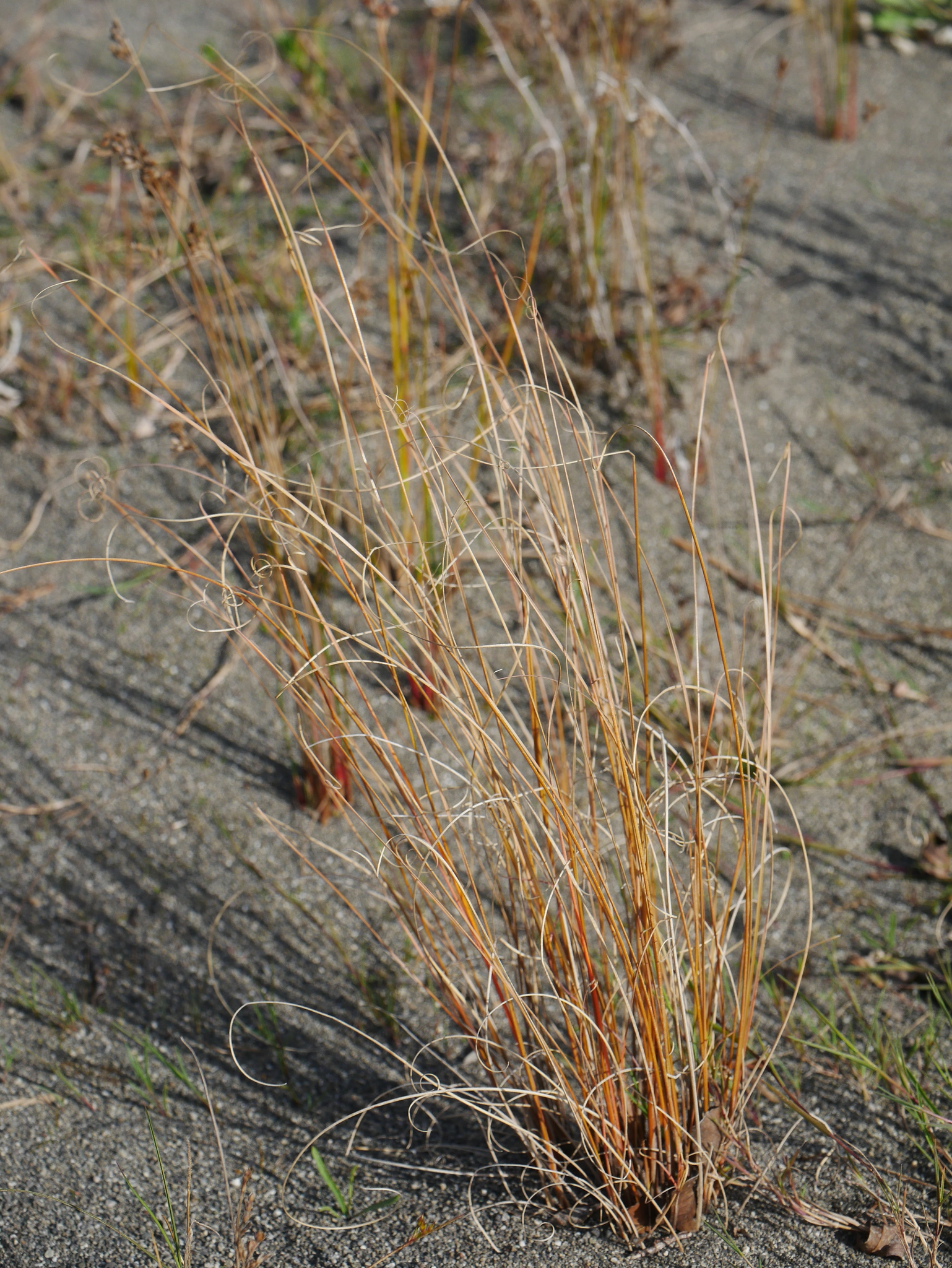 Imagem de Carex buchananii