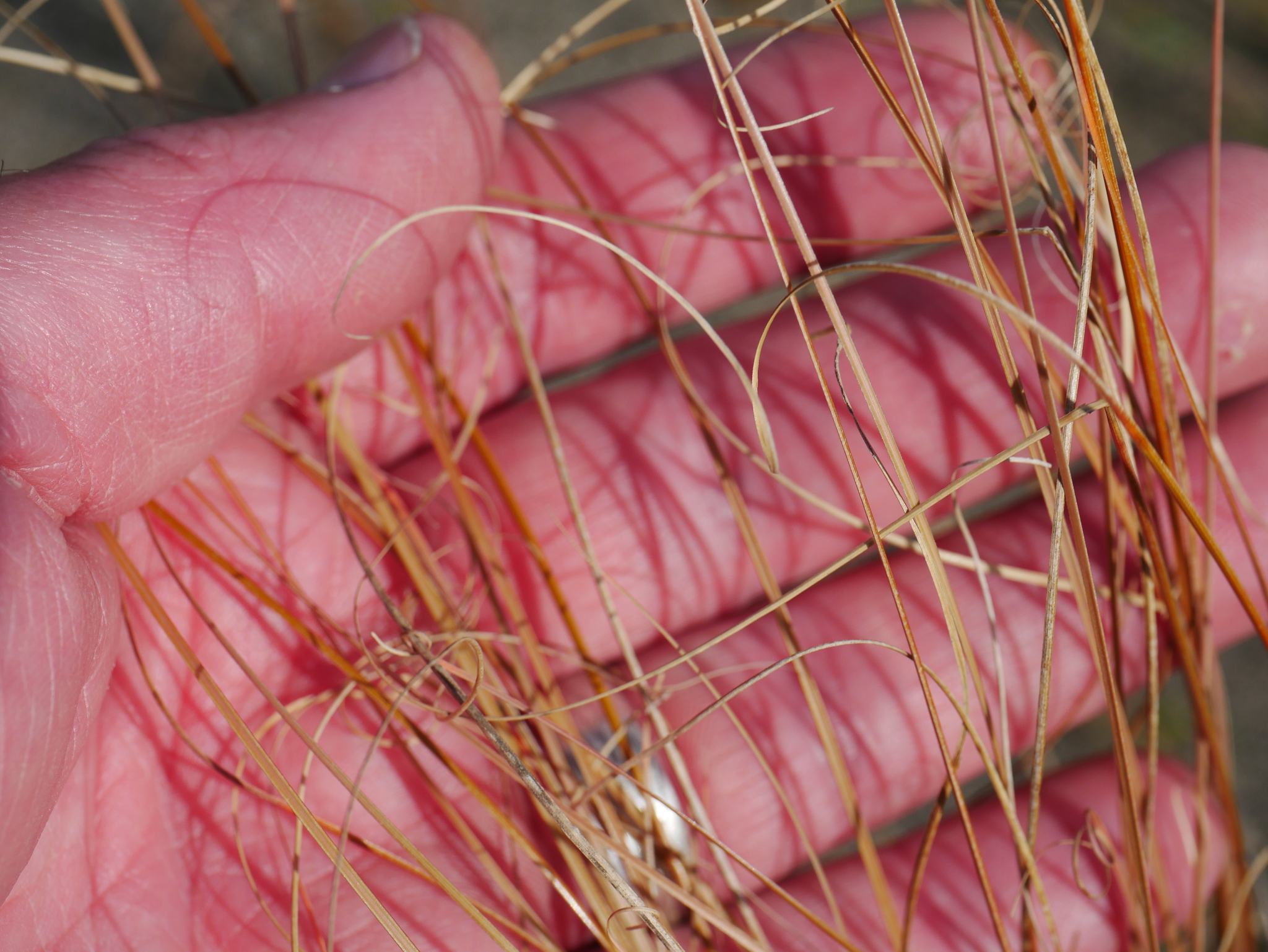 Imagem de Carex buchananii