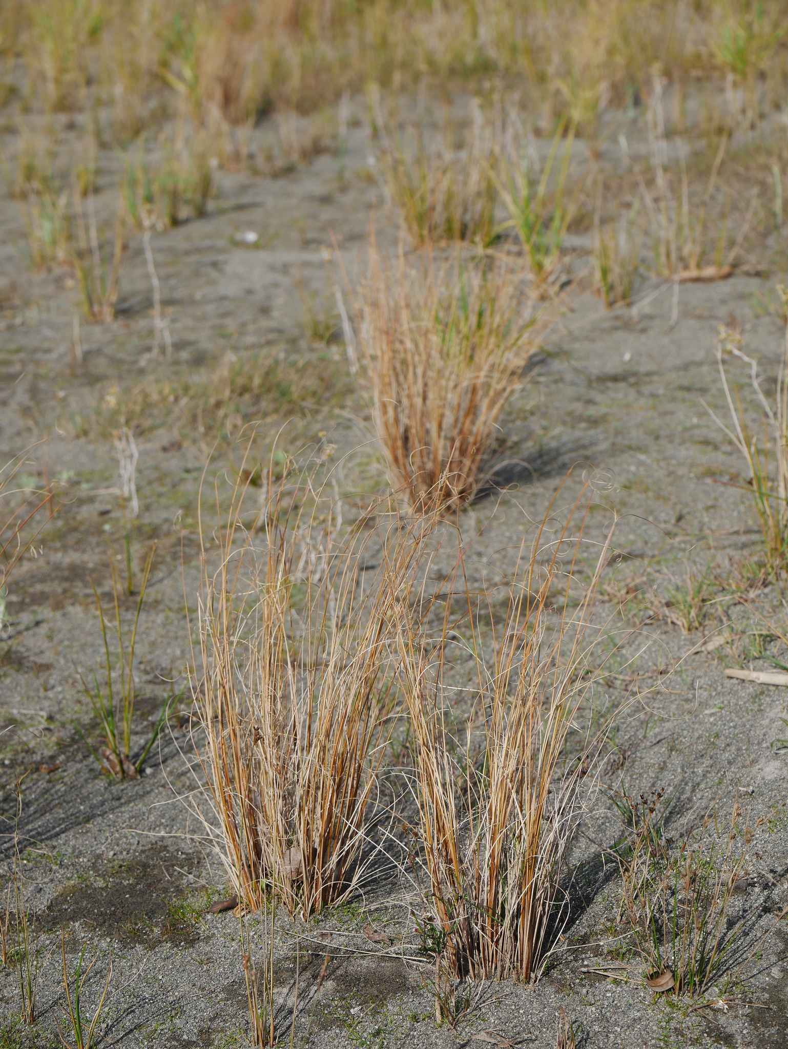Imagem de Carex buchananii