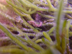 Hippocampus breviceps