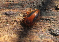 Epipocus punctatus
