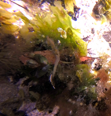 Hippocampus breviceps