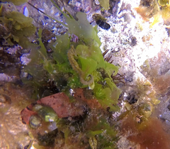 Hippocampus breviceps