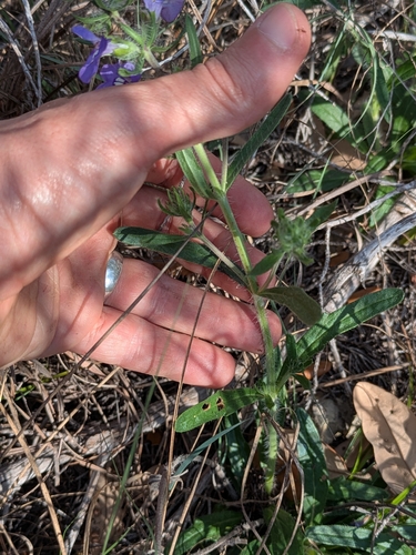 Texas Sage (Salvia texana)
