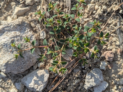 Fendler's Sandmat (Euphorbia fendleri)
