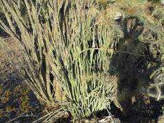 Euphorbia lomelii