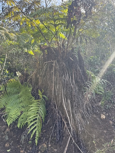 Cibotium chamissoi observed 2026-03-29